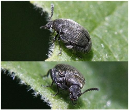 Bruchidius villosus